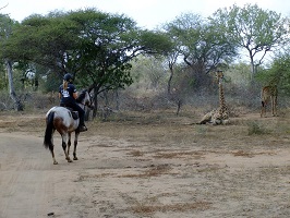 Image: Giraffen beim Ausritt