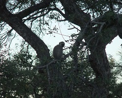 Image: Vervet Monkey