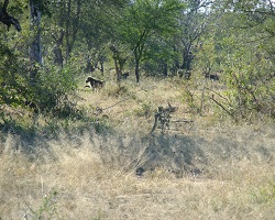 Image: Baboon