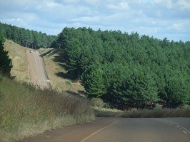 Image: Forstgebiet