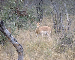 Image: Weißes Impala