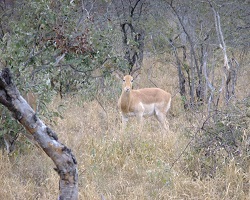 Image: Weißes Impala