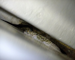 Image: Gecko hinterm Kühlschrank