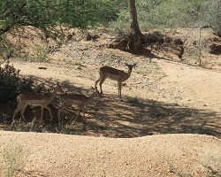 Image: Impalas