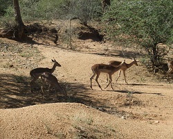 Image: Impalas