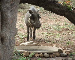 Image: Warzenschwein