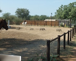 Image: Warzenschwein auf dem Reitplatz