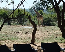 Image: Giraffe im Buschcamp