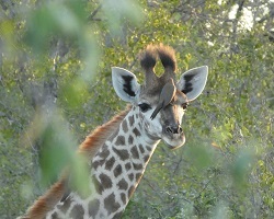 Image: Giraffe<br />Foto by Anna
