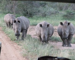 Image: Nashorn-Buddys