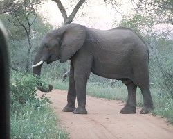 Image: Elefant auf der Straße