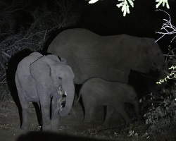 Image: Elefantenbaby<br />Foto by Anna