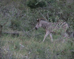 Image: Zebrafohlen