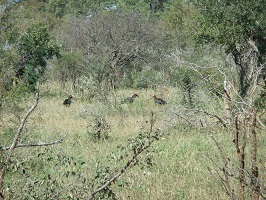 Image: Ground Hornbills