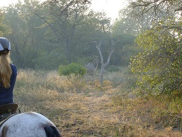 Image: Kudu im ersten Licht des Tages