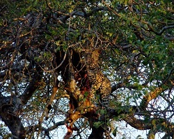 Image: Leopard mit Beute