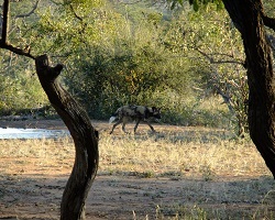 Image: Wasserstelle am Buschcamp