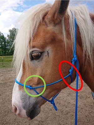 Image: Hier stimmt der Abstand zum Jochbein, aber das Halfter liegt auf der Ganasche